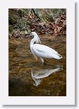 Snowy Egret