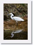 Snowy Egret