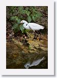 Snowy Egret