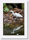 Snowy Egret