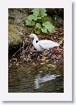 Snowy Egret