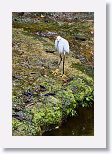 Snowy Egret