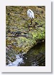 Snowy Egret