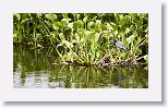 Green Heron