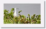 Little Blue Heron