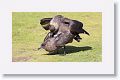 Falkland Skuas mating