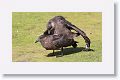 Falkland Skuas mating