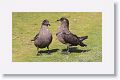 Falkland Skuas