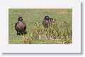 Falkland Skuas