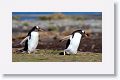 Gentoo Penguins