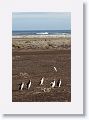 Gentoo Penguins