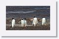 Gentoo Penguins