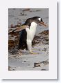 Gentoo Penguin