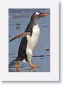 Gentoo Penguin