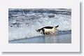 Gentoo Penguin heading out to sea