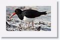 Magellanic Oystercatcher