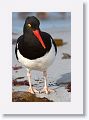 Magellanic Oystercatcher