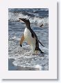 Gentoo Penguin safely back on land