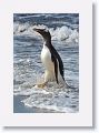 Gentoo Penguin safely back on land