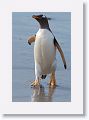 Gentoo Penguin safely back on land