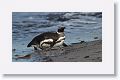 Magellanic Penguin