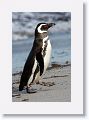 Magellanic Penguin