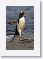 Gentoo Penguin