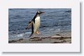 Gentoo Penguin