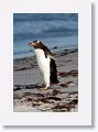 Gentoo Penguin