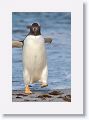 Gentoo Penguin