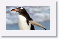 Gentoo Penguin