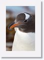 Gentoo Penguin