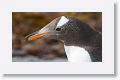 Gentoo Penguin