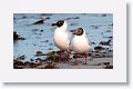 Brown-hooded Gull