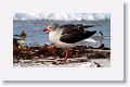 Dolphin Gull