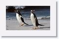 Gentoo Penguins