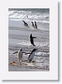 Gentoo Penguins