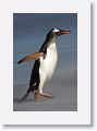 Gentoo Penguins