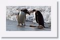 Gentoo Penguins