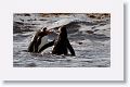 Gentoo Penguins having a slap fest over an in-water collision