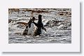 Gentoo Penguins having a slap fest over an in-water collision