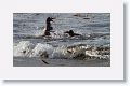 Gentoo Penguins having a slap fest over an in-water collision