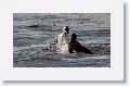 Gentoo Penguins having a slap fest over an in-water collision