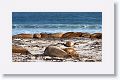 Elephant Seals