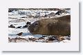 Elephant Seal