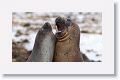 Elephant Seals