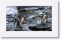 Magellanic Penguins