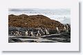 Magellanic Penguins