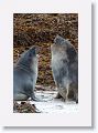 Elephant Seals