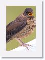 Austral Thrush